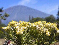 5 Padang Edelweis Terindah di Gunung Indonesia